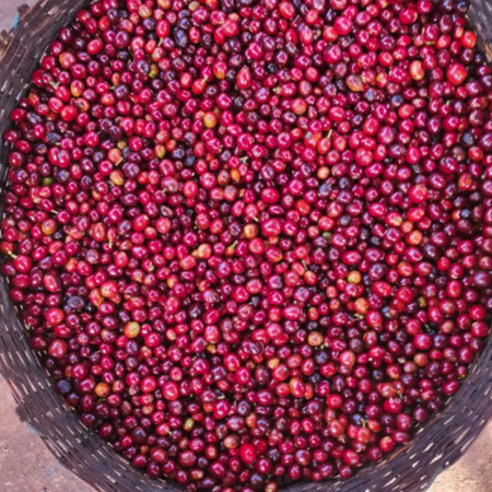 The Barn - kawa ziarnista Etiopia Kayon Mountain Summer Coffee Washed Filter 250 g - obrazek 2