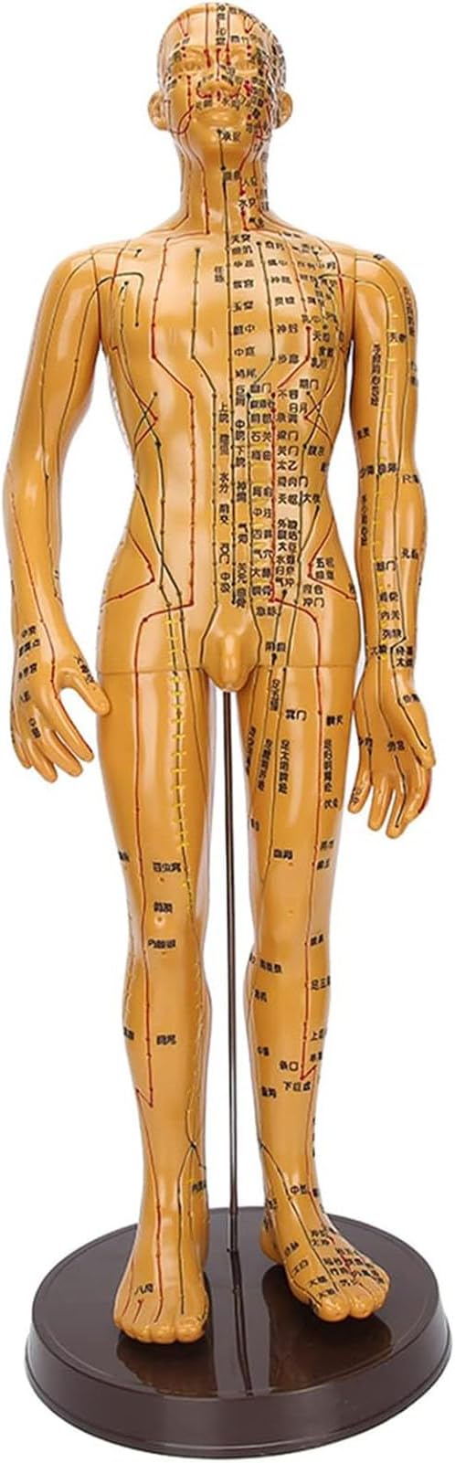 Model akupunktury 53 cm manekin akupunktury ludzkiego ciała