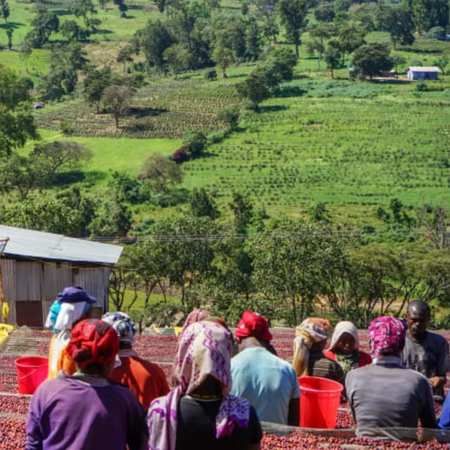 The Barn - kawa ziarnista Etiopia Kayon Mountain Summer Coffee Washed Filter 250 g - obrazek 4